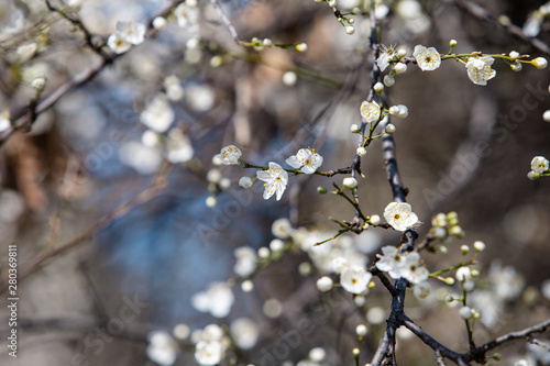 blooming white tree in spring