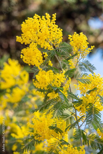 yellow mimosa spring flowering tree