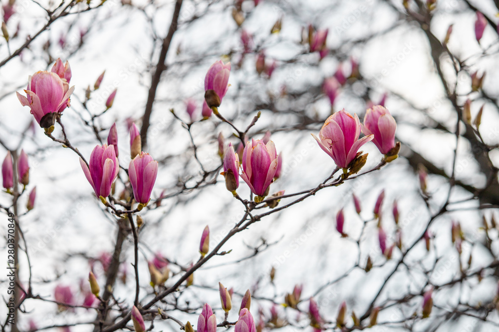tulip tree blossoms in spring magnolia sulange tulip tree blossoms in spring magnolia sulange
