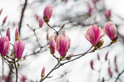 tulip tree blossoms in spring magnolia sulange photo