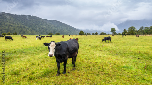 lush landscape with cows