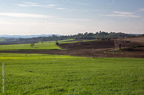 rural landscape with wheat field and blue sky