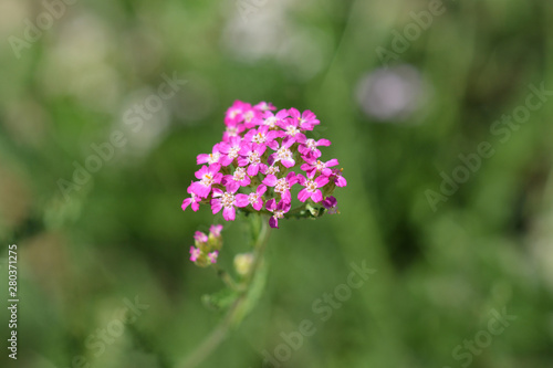 Pink Yarrow