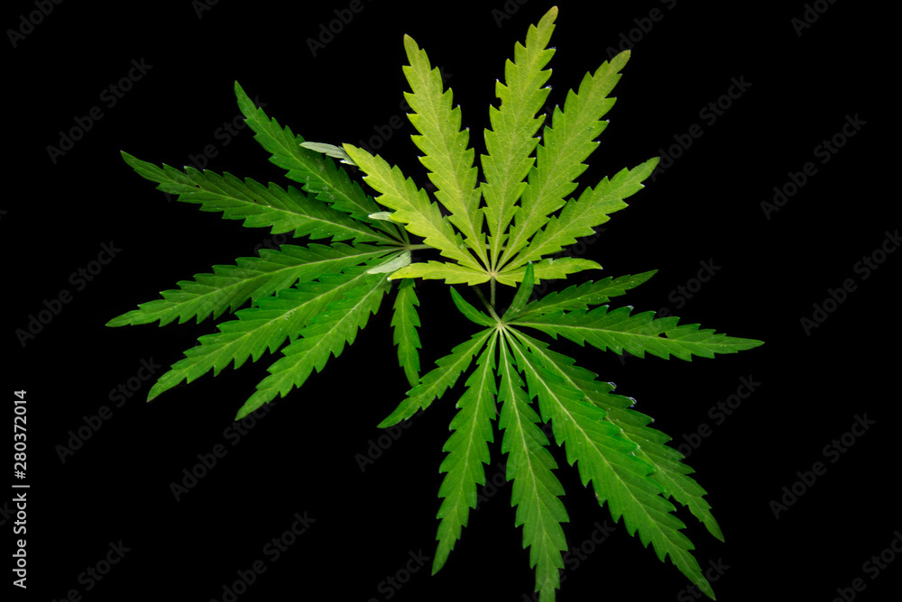 Open sheet of cannabis on a black background.Openwork sheet of hemp.Medicinal herb of the southern region.Light draws the texture of the sheet.Openwork, large, spicy leaf.Shadow and light. Open sheet of cannabis on a black background.Openwork sheet of hemp.Medicinal herb of the southern region.Light draws the texture of the sheet.Openwork, large, spicy leaf.Shadow and light.