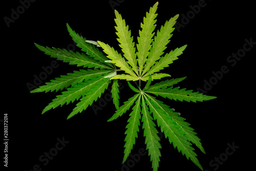 Open sheet of cannabis on a black background.Openwork sheet of hemp.Medicinal herb of the southern region.Light draws the texture of the sheet.Openwork  large  spicy leaf.Shadow and light.
