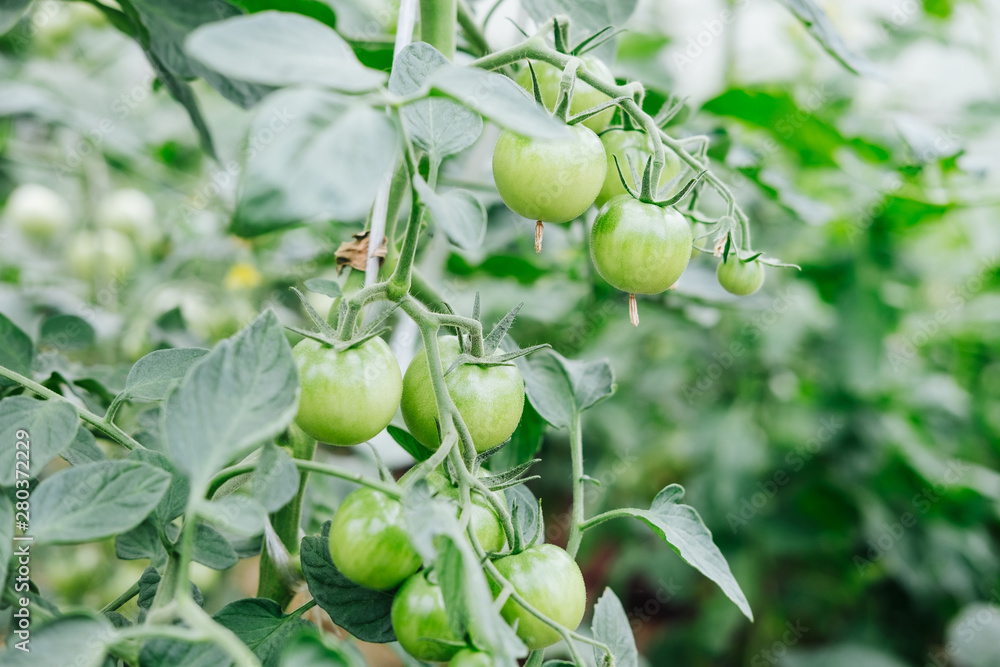Green, Ripening Tomatoes On A Vine