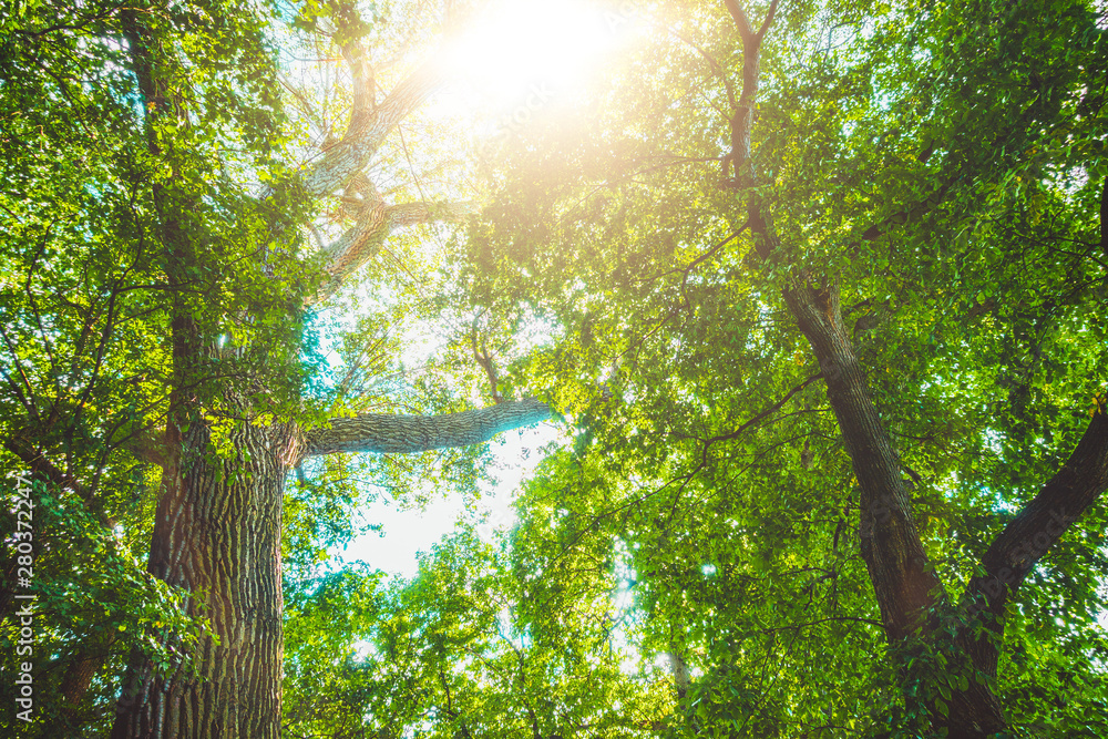 Obraz premium ancient forest for environmental themes