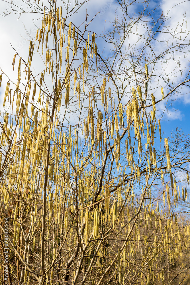 tree earrings sky spring