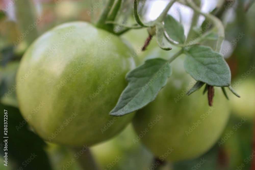 Green Tomatoes Ripening on the Vine, selective focus