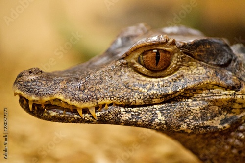 Alligator - crocodile