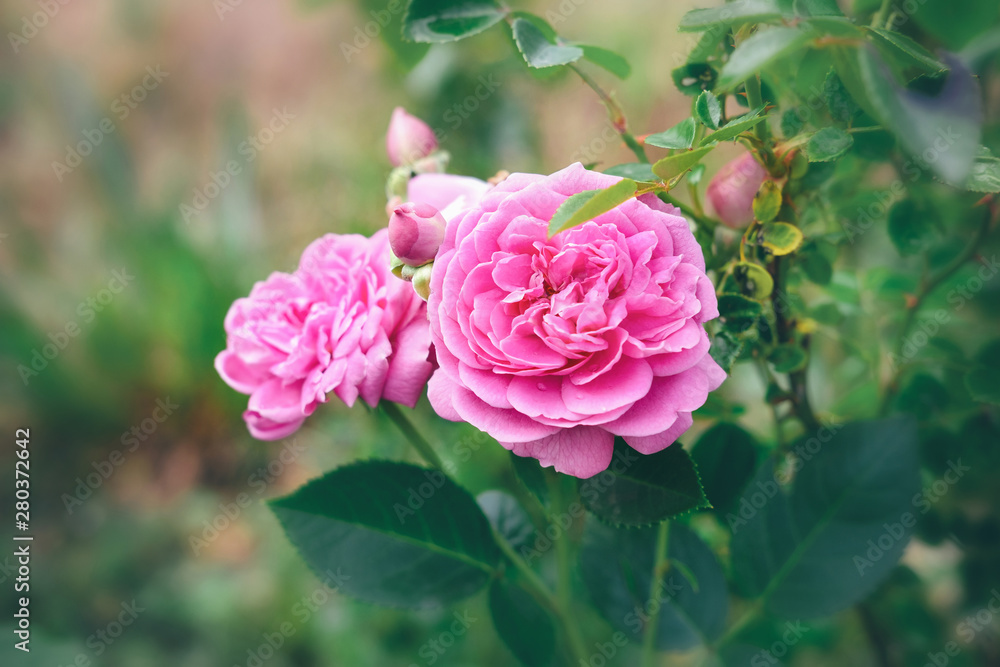 Pink Rose Bush. Roses in garden.
