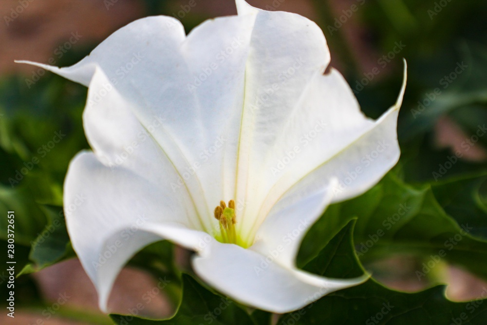 Closeup of White Datura Flower in Garden Closeup of White Datura Flower in Garden