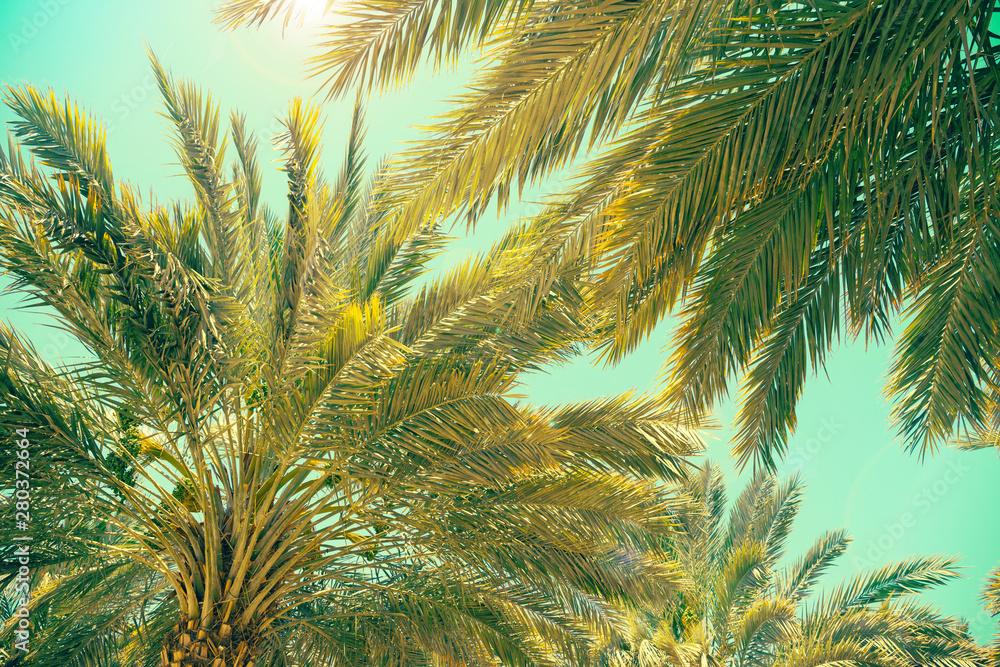 palm trees in israel