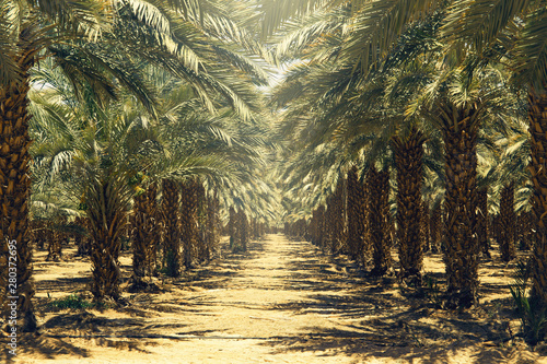 Plantation of date palm trees in Israel. Beautiful nature background for posters  cards  web design.