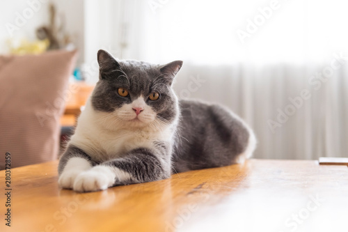 Cute british shorthair cat lying on the desktop