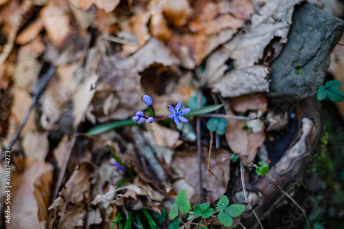 blue forest flower