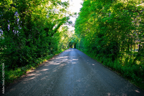 Asphalt road in shadow forest 