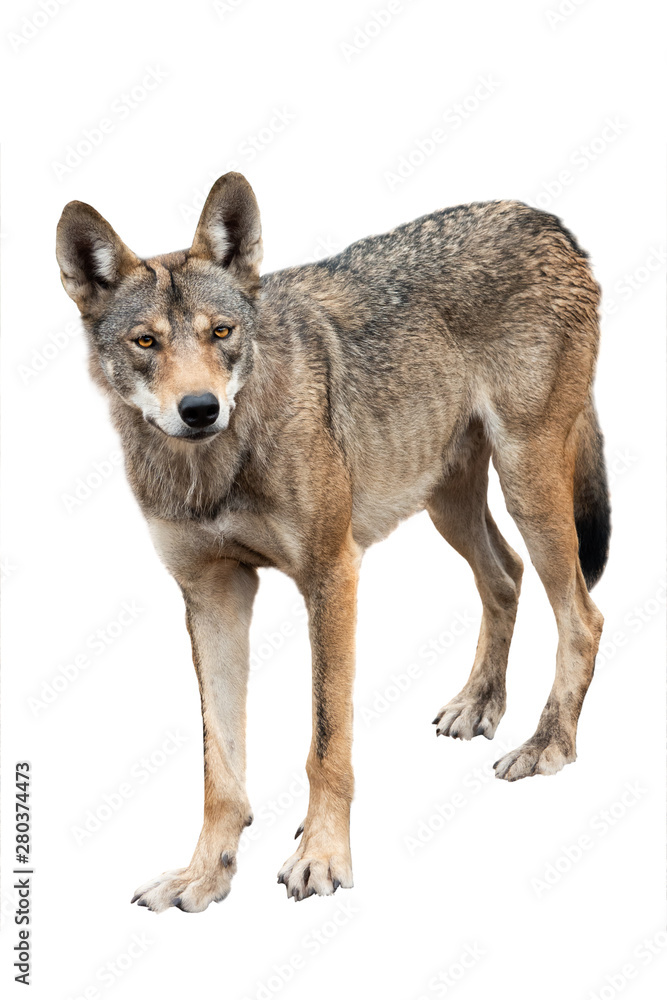 Fototapeta premium wolf isolated on white