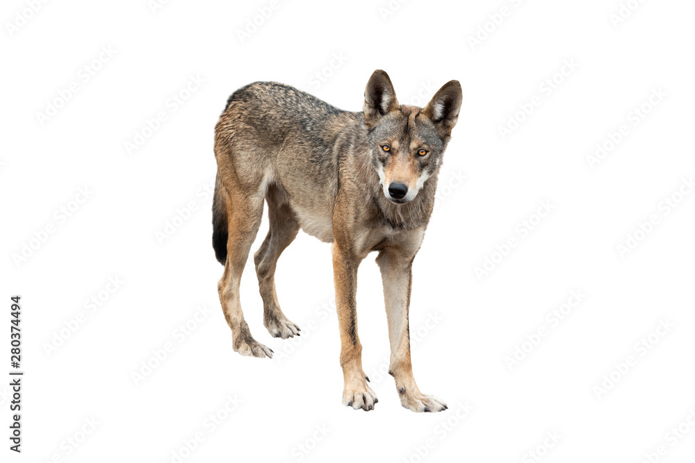 wolf isolated on white