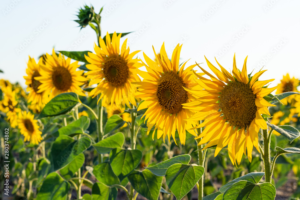 Two yellow sunflowers with bumblebee on a sunny day against the sky Two yellow sunflowers with bumblebee on a sunny day against the sky