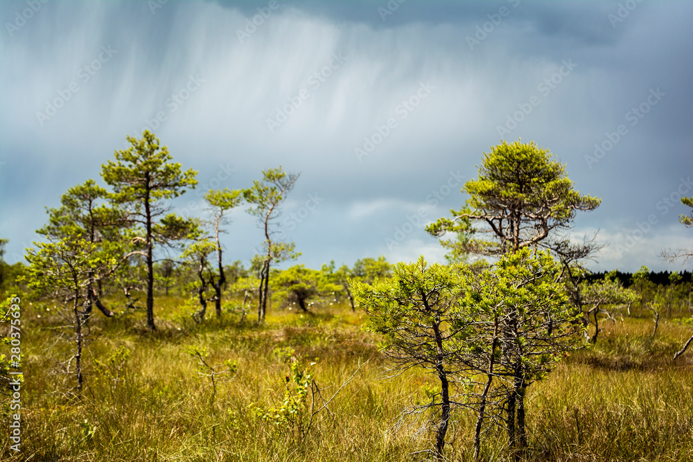 Fototapeta premium swamp