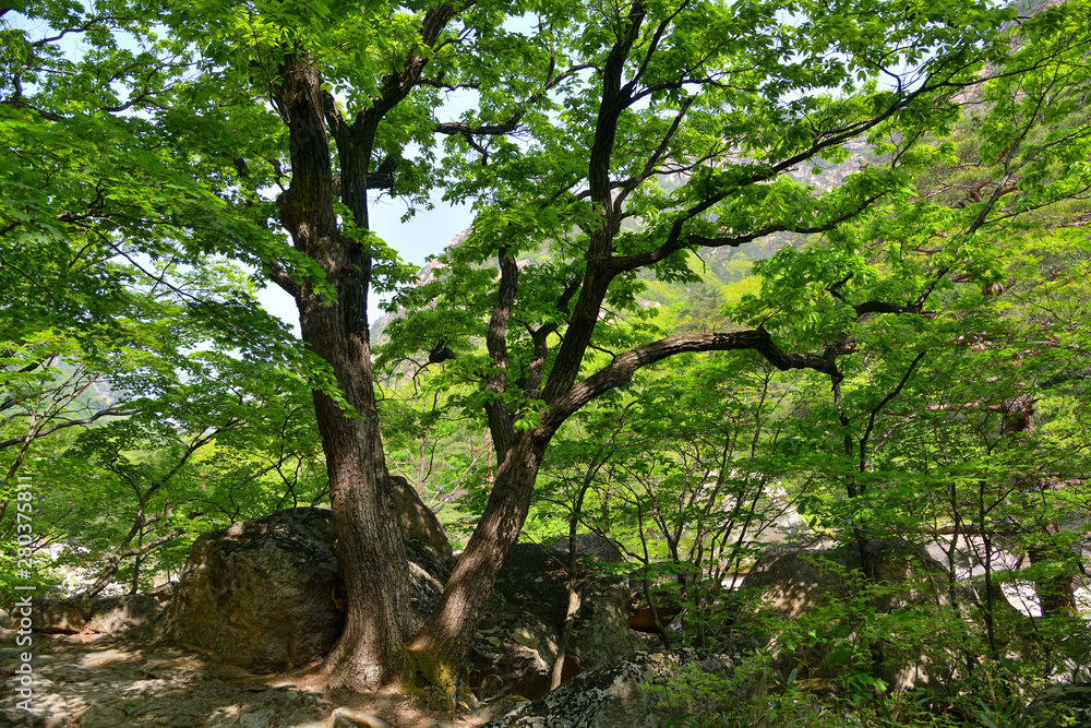 North Korea. Diamond mountains. Mt. Kumgang