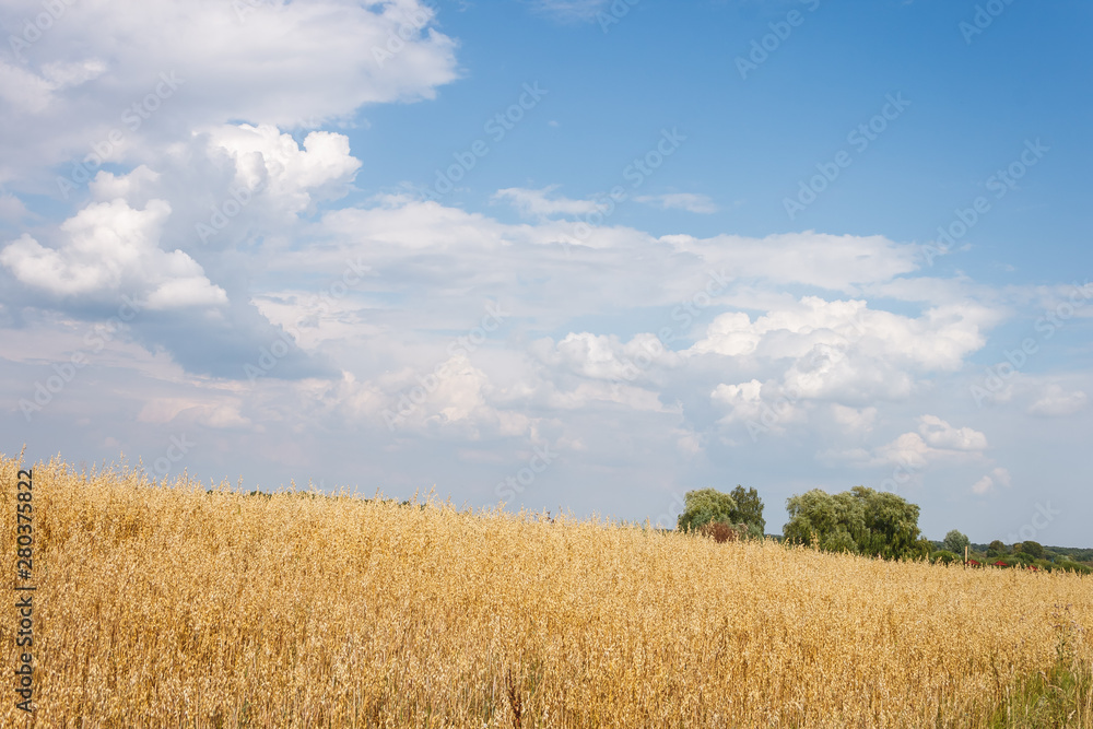 Landscape with oat field and picturesque clouds. Beautiful agricultural landscape with rich and dense field full of rye, wheat or barley