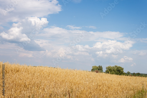 Landscape with oat field and picturesque clouds. Beautiful agricultural landscape with rich and dense field full of rye  wheat or barley
