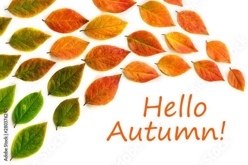 Multicolored dry autumn leaves on white background. © katerinakorovina