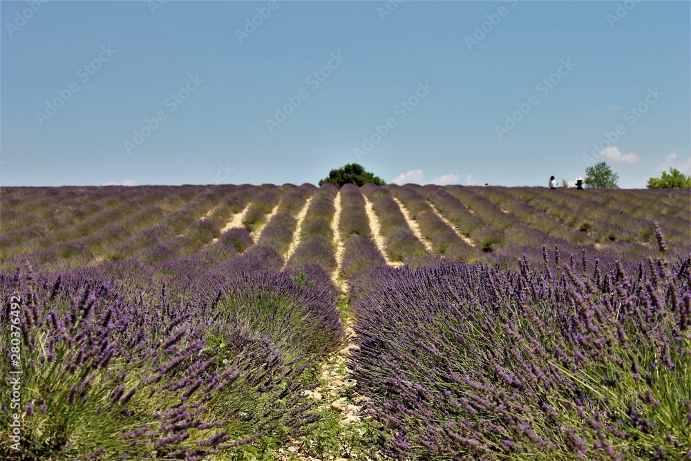 Obraz premium serie provence