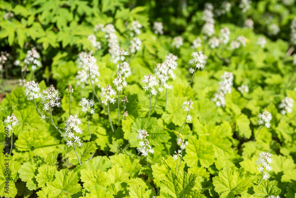 Syringa with white flowers among green leaves Syringa with white flowers among green leaves