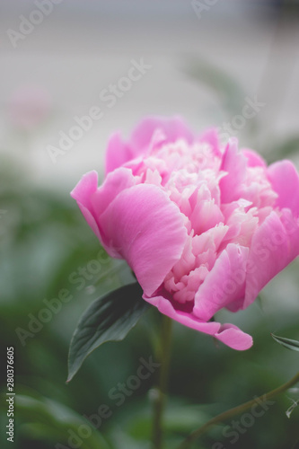 Fototapeta Naklejka Na Ścianę i Meble -  pink flower