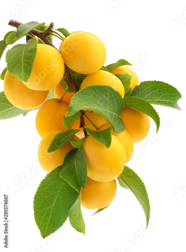 Plum branch with ripe fruits.