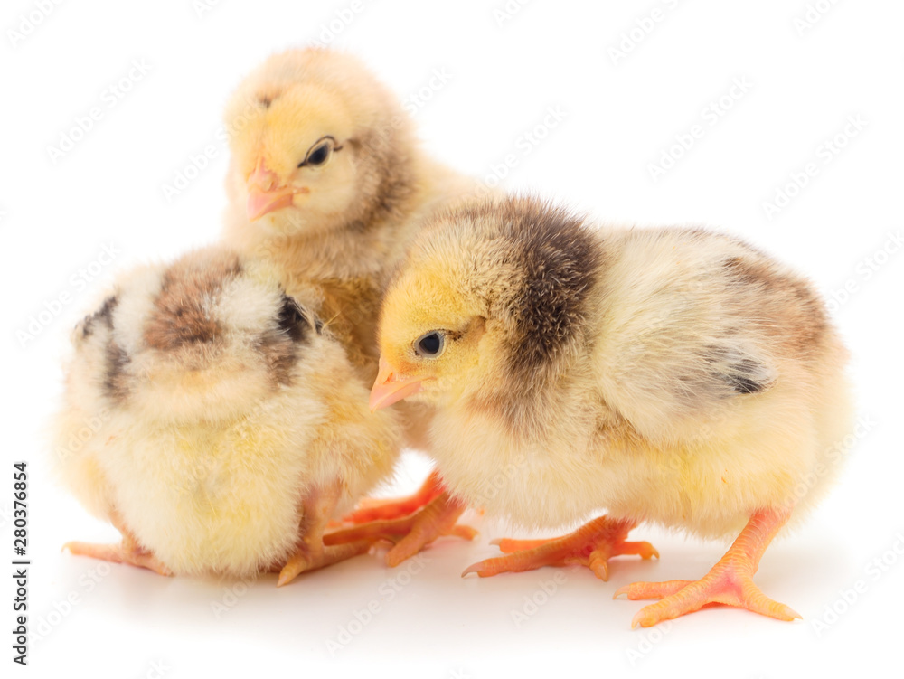 Obraz premium Three yellow chicken.