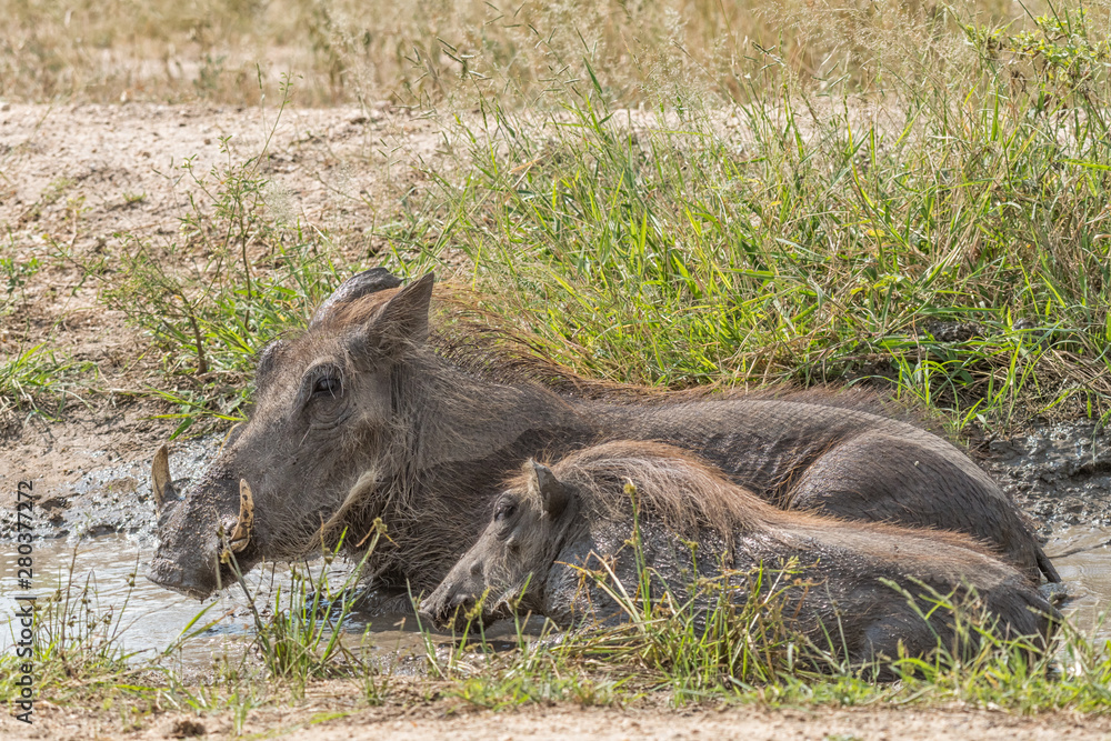 Fototapeta premium Common warthog sow and piglet in a muddy pond