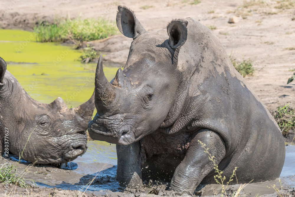 Naklejka premium White rhino taking a mudbath