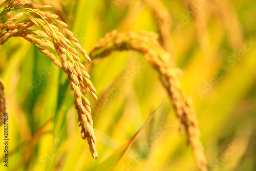 Mature rice in rice field,
