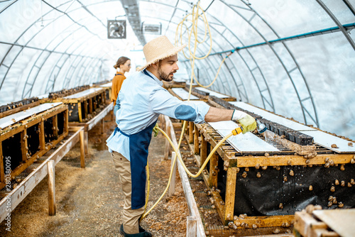 Man and woman working in the hothouse on a farm for growing snails  washing shelves with water gun. Concept of farming snails for eating