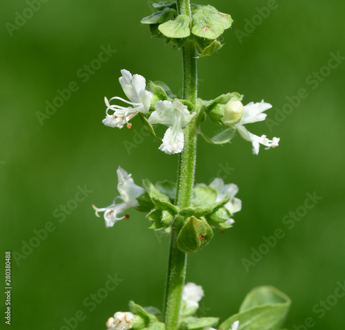 Basilikum, Ocimum, basilicum, Heilpflanze, photo