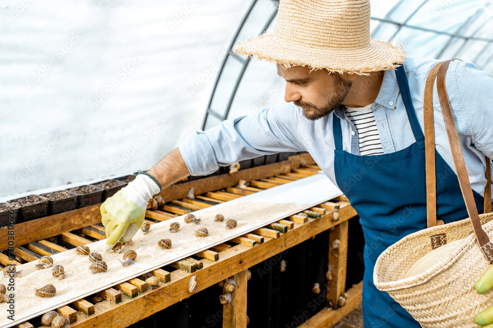 Handsome worker feeding snails, powdering food on the special shelves in the hothouse of the farm. Concept of farming snails for eating