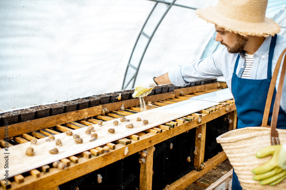 Handsome worker feeding snails, powdering food on the special shelves