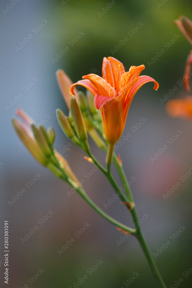 Orange Lily in the summer garden on blurry background Orange Lily in the summer garden on blurry background