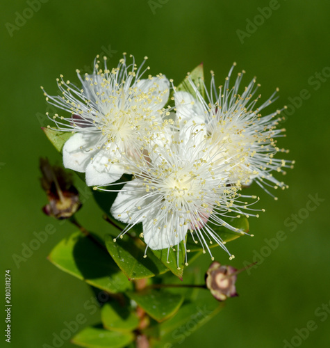 Myrte  Myrtus  communis  Balsam