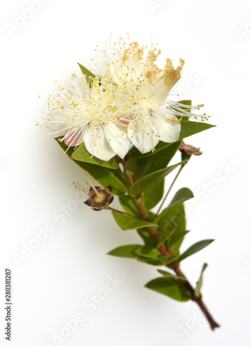 Myrte, Myrtus, communis, Balsam photo