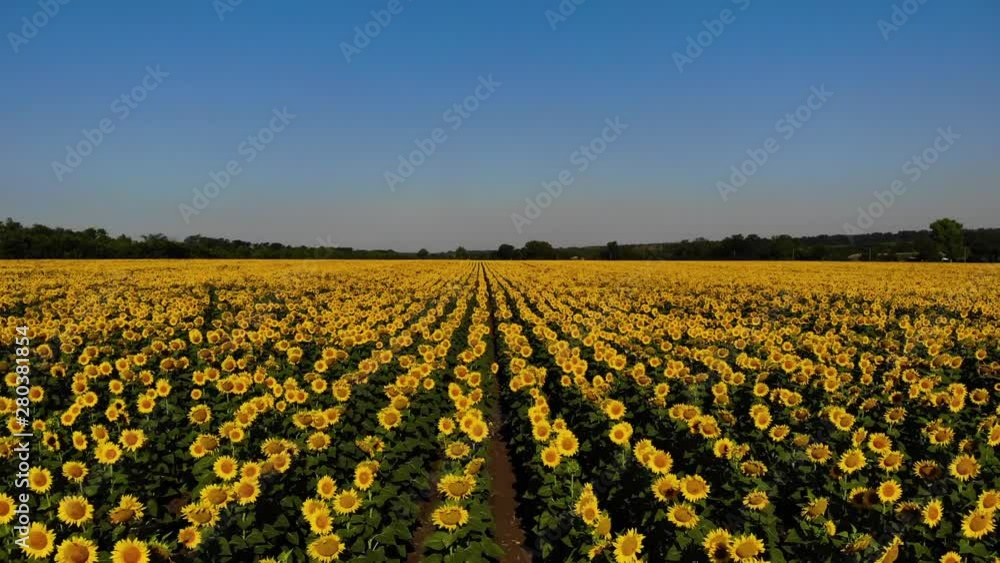 Aerial view of nice and yellow sunflowers on sunflower field, cinematic footage. Aerial view of nice and yellow sunflowers on sunflower field, cinematic footage.