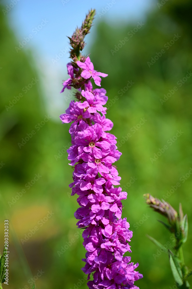 Purple flower with a straight stem. Lat. Lythrum salicaria is a perennial herb. Close up. Purple flower with a straight stem. Lat. Lythrum salicaria is a perennial herb. Close up.