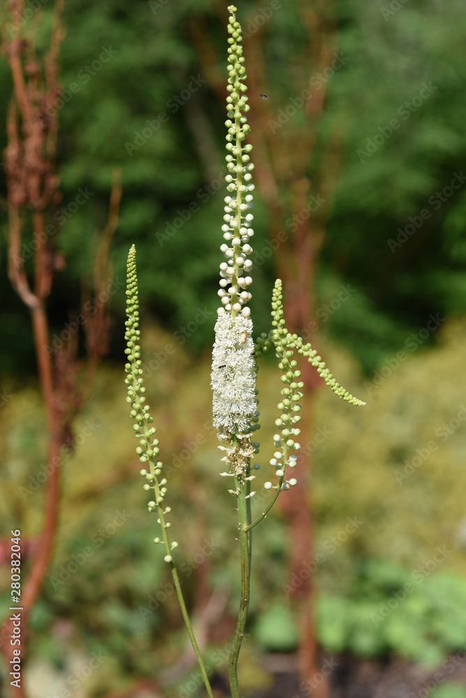 Fototapeta premium Traubensilberkerze, Cimicifuga, racemosa,