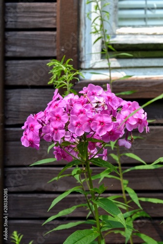 Pink flowers phlox paniculata (fall, garden, perennial or summer phlox). Flowering branch of pink phlox in the summer garden