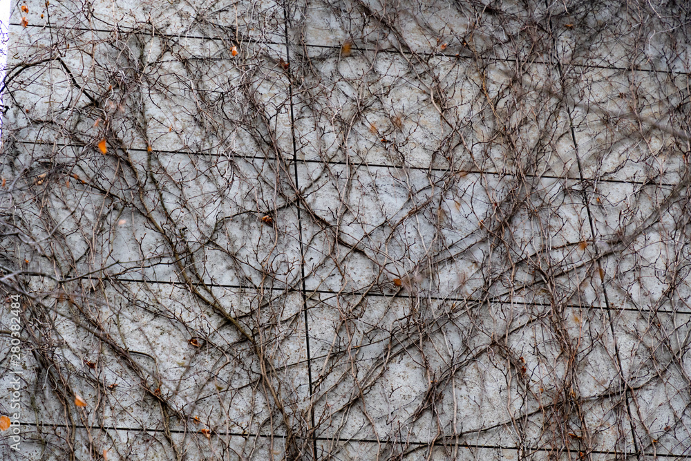 Branches of tree. Square shape tiled wall overgrown with bare vine branches in autumn season. Abstract background. Tangled tree branch textures. Brown wood textured backdrop. Branches of tree. Square shape tiled wall overgrown with bare vine branches in autumn season. Abstract background. Tangled tree branch textures. Brown wood textured backdrop.