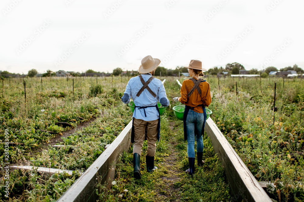 Two farmers or agronomists walking on the farmland for growing snails, rear wide angle view. Concept of agribusiness and farming Two farmers or agronomists walking on the farmland for growing snails, rear wide angle view. Concept of agribusiness and farming